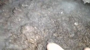 шампиньоны выращивание в домашних условиях самый простой способ
