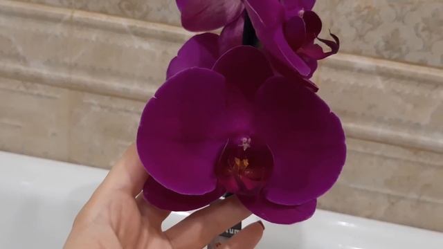 Что делать с орхидеей после покупки,что бы она не погибла.Новая орхидея в коллекции ❤ смотреть онлайн