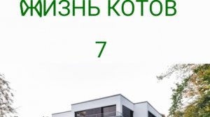 Жизнь котов 7