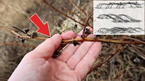 Вот зачем нужно пригибать малину к земле в ноябре!!! Как и зачем пригибать малину на зиму?