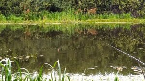 ЛОВЛЯ ОГРОМНЫХ КАРАСЕЙ ( НЕ КАРПОВ И НЕ САЗАНОВ) РЫБАЛКА НА ПОПЛАВОЧНУЮ УДОЧКУ! FISHING CRUCIAN CAR