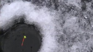 Рыбалка.Ловим ротана на уловистую наживку по первому льду