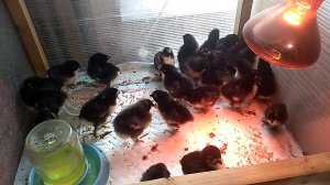 Цыплята Мараны. Для Надежды канал "Страничка Надежды"