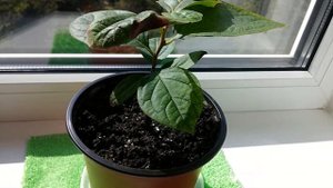 Как вырастить Хурму из косточки дома (часть 4)