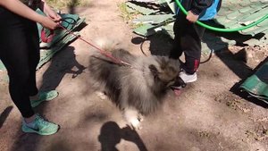 Вольф-шпиц (Кеесхонд)