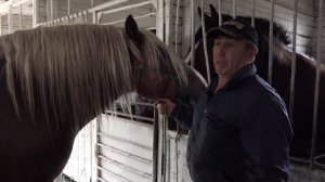 Лошади А Сундырина