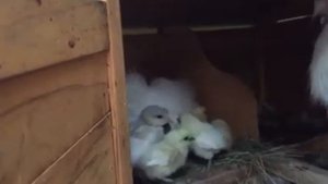 Курица укладывает цыплят спать