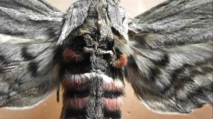 БРАЖНИКИ: 25. Agrius convolvuli (Бражник Вьюнковый)