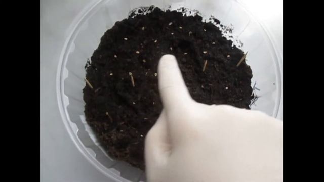 Как посадить томаты на рассаду?Лучший способ!(наверное) смотреть онлайн