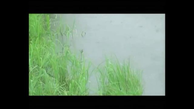 Салих Сайдашев Вальс смотреть онлайн