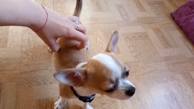❤️️❤️️❤️️ Супер мини ЧИХУАХУА❤️️❤️️❤️️ смотреть онлайн