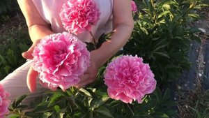 The Fawn peony. Фавн пион. Пулков сад 2021