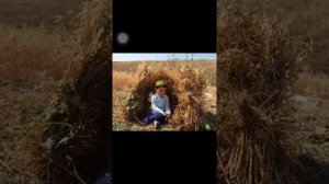 обряд жатвы