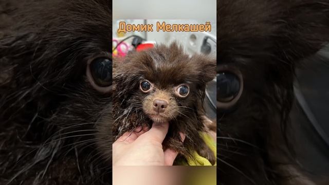 Огромные колтуны у шпица. Собаку сдали в приют, не смогли ухаживать. смотреть онлайн