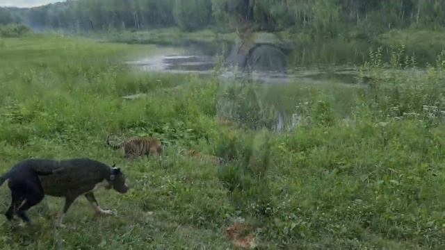 Показали возможную землю @Livingwithlions и Тигрятам!/Tiger cubs visit the future sanctuary смотреть онлайн