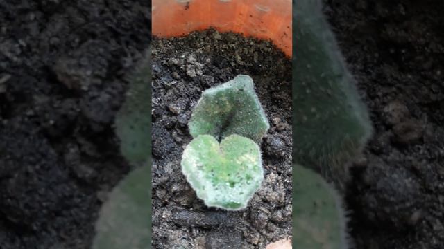 Фиалка растет 🌱❤#short смотреть онлайн