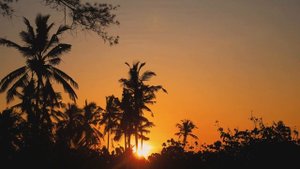 #3 Как ВЫЖИТЬ на сафари и увидеть все! Шри-Ланка с детьми. 4K