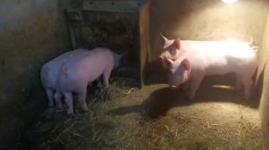 поросята йоркшир или ёкшир