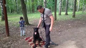 Дрессировка собак -Коне-корсе Лесси.Дрессировщик Юрий