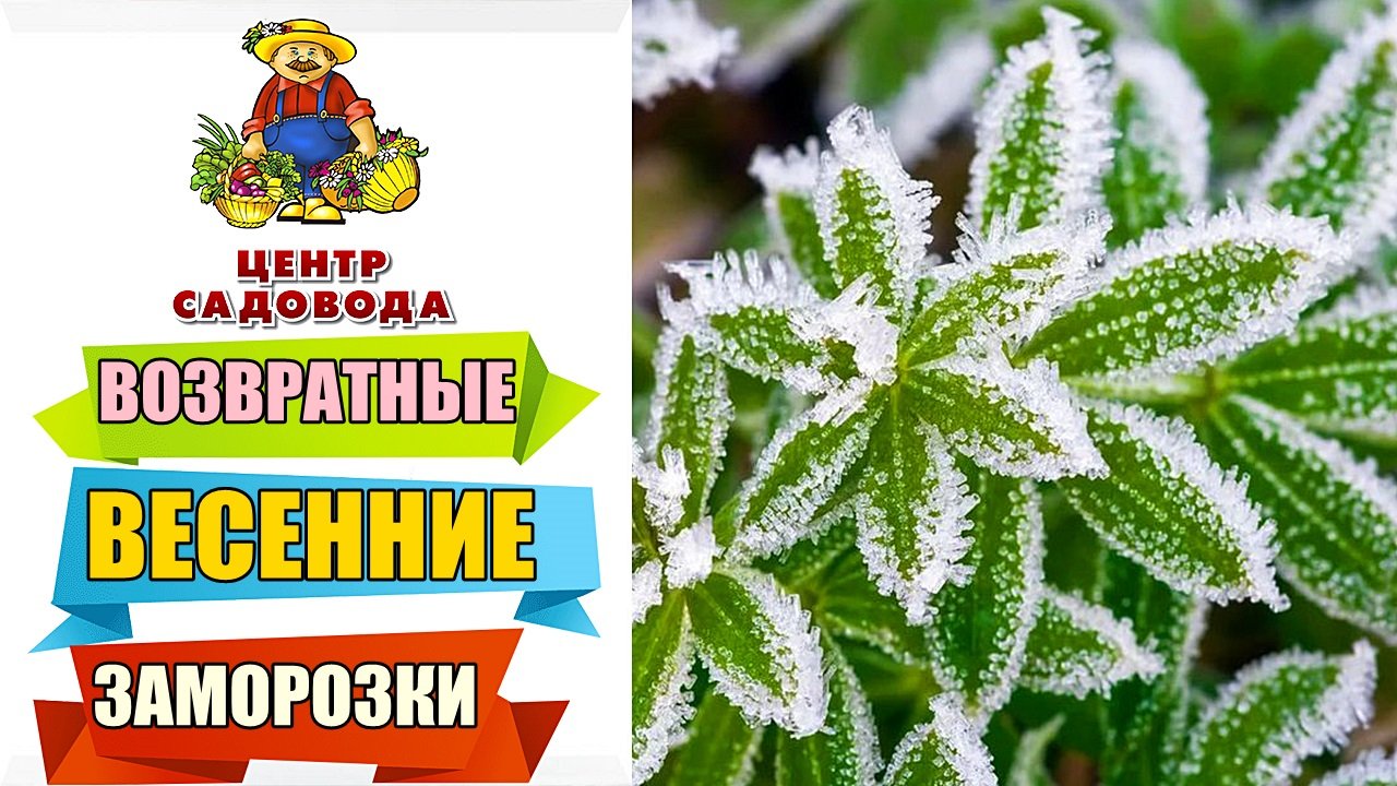 ВАШИ РАСТЕНИЯ ПОГИБАЮТ? НУЖНЫ ЭТИ УДОБРЕНИЯ! ВОЗВРАТНЫЕ ВЕСЕННИЕ ЗАМОРОЗКИ! Как уберечь растения?