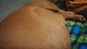 Как пинаются охотничьи щенки в животе у таксы