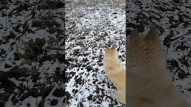 Западно-Сибирская Лайка 6 месяцев.