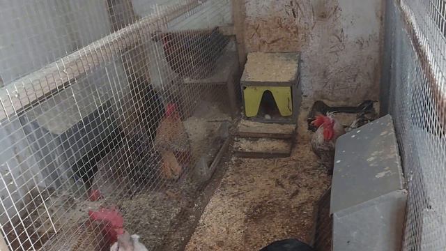 ПРОБЛЕМЫ МОИХ КУР В ЯНВАРСКИЕ МОРОЗЫ -32 | ЗЕРНОСМЕСЬ И КОМБИКОРМ ЛУЧШИЙ КОРМ | смотреть онлайн