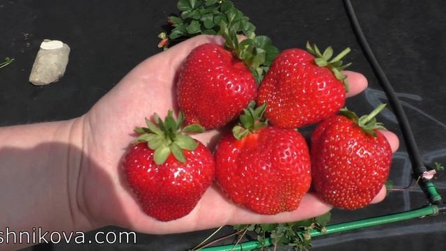 МАРИГУЭТТЕ ремонтантный десертный сорт клубники смотреть онлайн