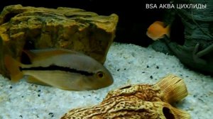 ЦИХЛАЗОМА НИКАРАГУАНСКАЯ