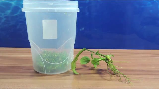 Тепличка для Анубиаса. Мох Сфагнум смотреть онлайн