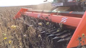 Жатка для уборки подсолнечника ПОКОС-6м. безрядковая, с протягивающим валом. Комбайн САМПО-2065.