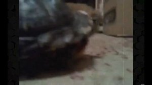 Красноухие черепахи