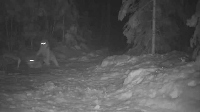 Эту Кошку боятся даже Волки! Рысь – свирепый лесной призрак, который не прощает врагов! смотреть онлайн