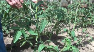 ТОМАТЫ: посадка, подвязка, пасынкование и формирование куста, подкормка