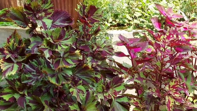 coleus plant collectioncoleus plant