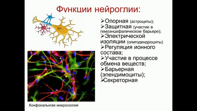 Анатомия. Нервная система. Спинной мозг смотреть онлайн