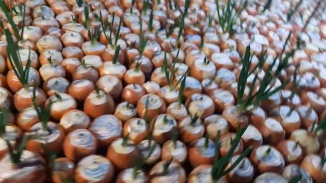 Лук на перо. Серая плесень на луковице что делать? смотреть онлайн