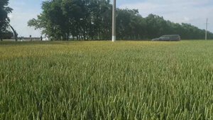 Густота пшеницы при разных нормах высева. Сорт Таня и сорт Торрилд