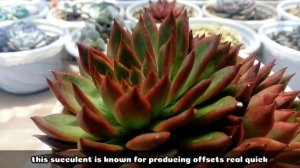 126 ECHEVERIA BENIMUSUME SUCCULENT CARE GUIDE || Succulent Care Tips 다육식물 多肉植物 Suculentas