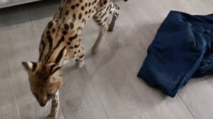 Звуки Сервала ЛЕКСУСА