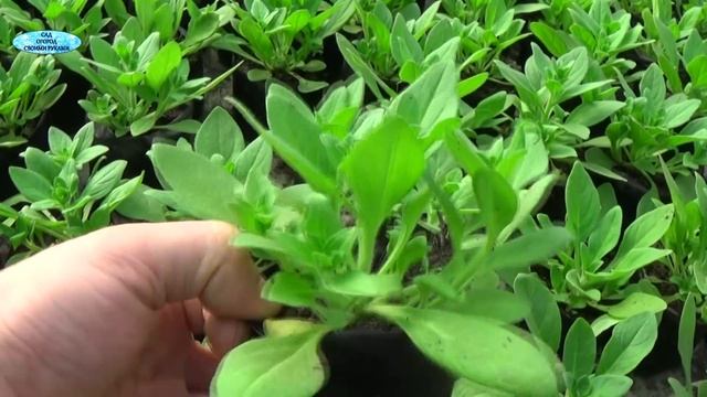 ОБЗОР КРАСИВЫХ СОРТОВ ПЕТУНИИ КОТОРЫЕ МЫ ВЫРАЩИВАЕМ. 10 ДНЕЙ ДО ЦВЕТЕНИЯ. смотреть онлайн