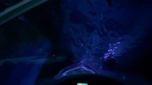 Лучший аквариум в мире? Oceanarium. Океанариум в Стамбуле #океанариум #стамбулокеанариум