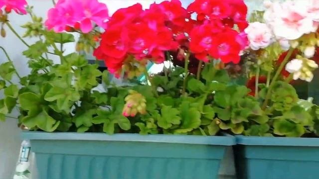 ПЕЛАРГОНИЯ в моём саду. Выращивание и уход