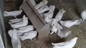 Второй вольер для голубей???