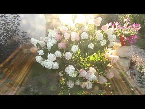 ЧТО ДЕЛАТЬ, ЕСЛИ ГОРТЕНЗИЯ НЕ ХОЧЕТ РАСТИ... смотреть онлайн