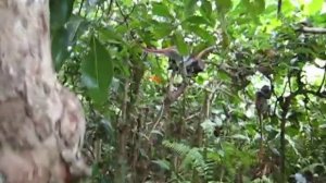 Red Colobus Monkey (Zanzibar)