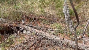 Золото Забайкалья