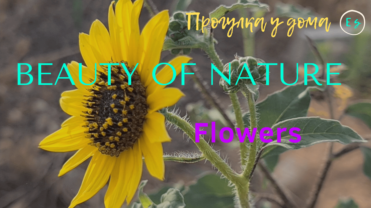 BEAUTY OF NATURE/Flowers and Birds/Природа/Цветы, и не только.