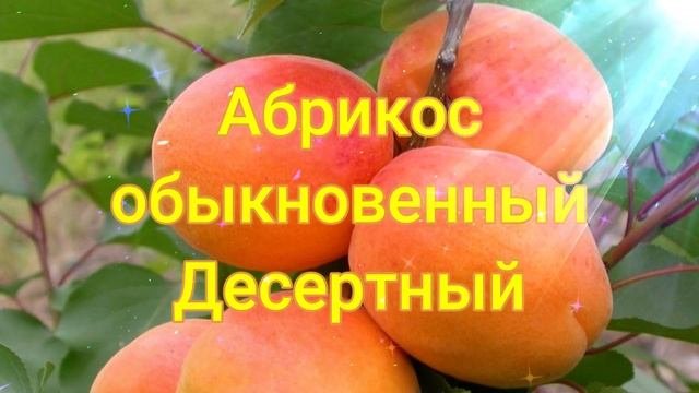 Абрикос обыкновенный Десертный ?обзор: посадка, характеристики растения, саженцы Абрикос Десертный