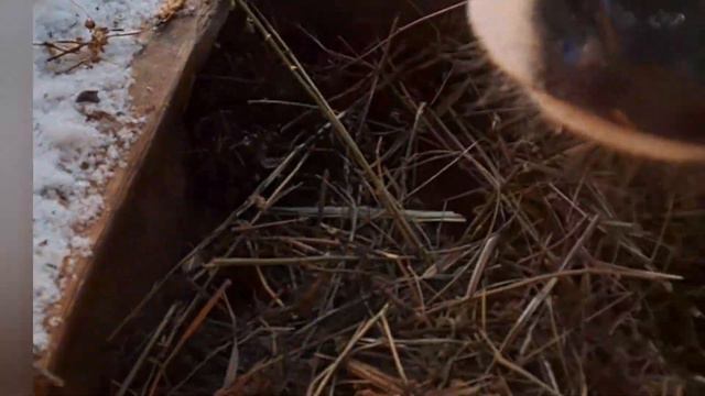 Лишай у телят.Бұзау таз. смотреть онлайн